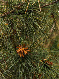 Frasier Fir Car Fragrance Refill