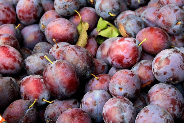 autumn plum scent